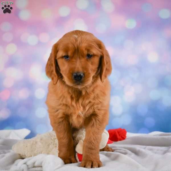 Lilly, Golden Retriever Puppy