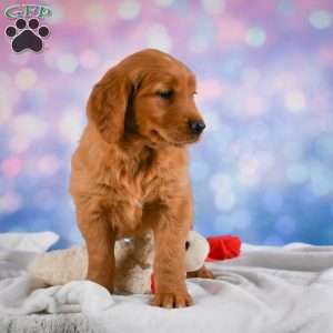 Lilly, Golden Retriever Puppy