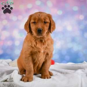 Lilly, Golden Retriever Puppy