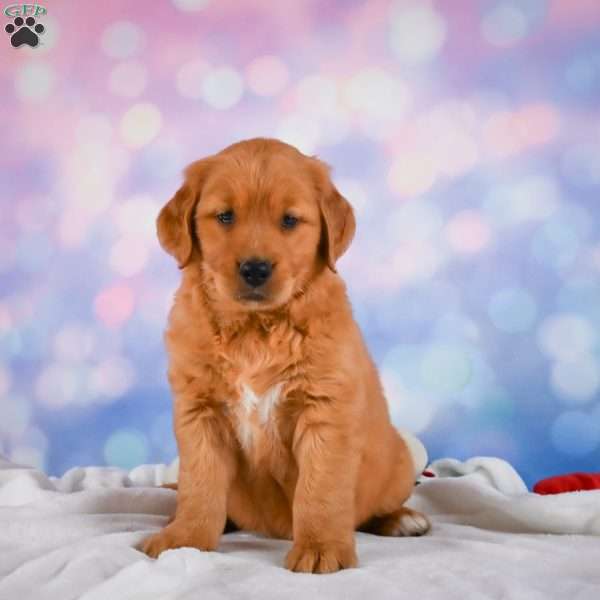 Bently, Golden Retriever Puppy