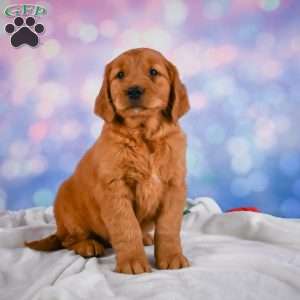 Jack, Golden Retriever Puppy