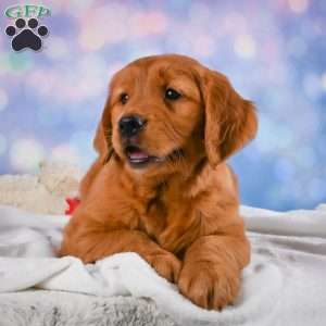 Jack, Golden Retriever Puppy