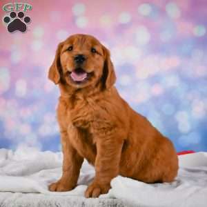 Jack, Golden Retriever Puppy