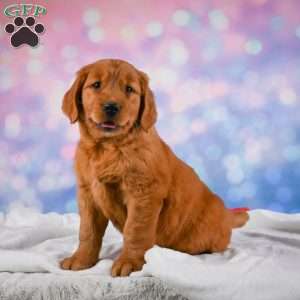 Jack, Golden Retriever Puppy