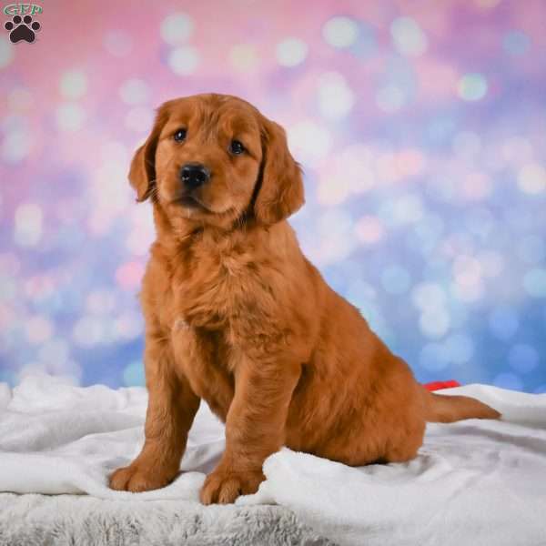 Jack, Golden Retriever Puppy