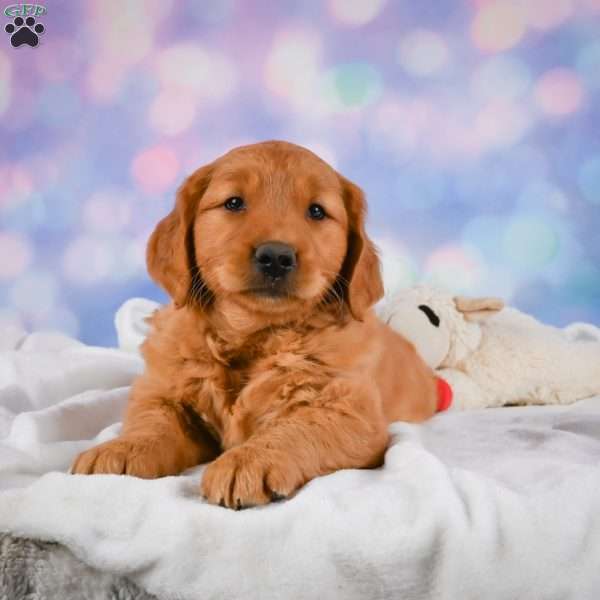 Daisy, Golden Retriever Puppy