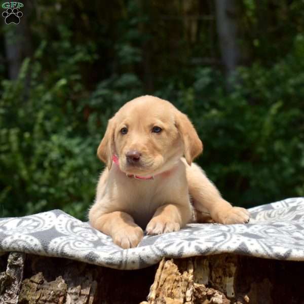 Daffodil, Labradoodle Puppy
