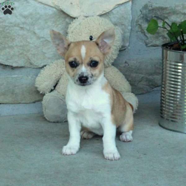 Daffodil, Chihuahua Puppy