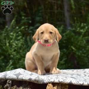 Daffodil, Labradoodle Puppy