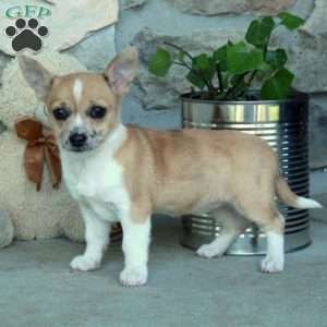 Daffodil, Chihuahua Puppy