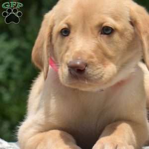 Daffodil, Labradoodle Puppy