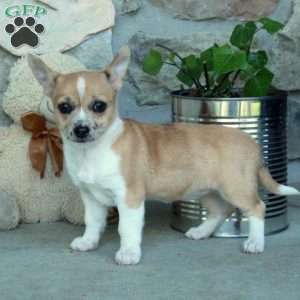 Daffodil, Chihuahua Puppy