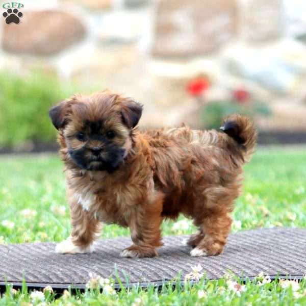 Dahlia, Shih Tzu Puppy