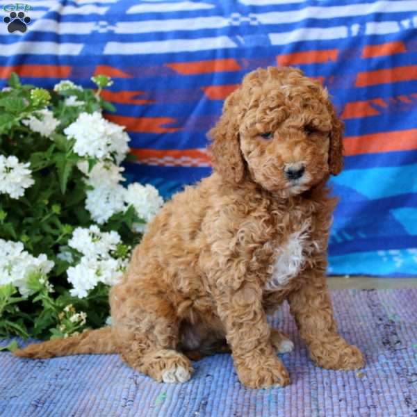 Dahlia, Mini Goldendoodle Puppy