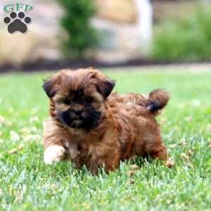 Dahlia, Shih Tzu Puppy