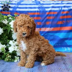 Dahlia, Mini Goldendoodle Puppy