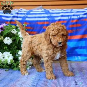 Dahlia, Mini Goldendoodle Puppy