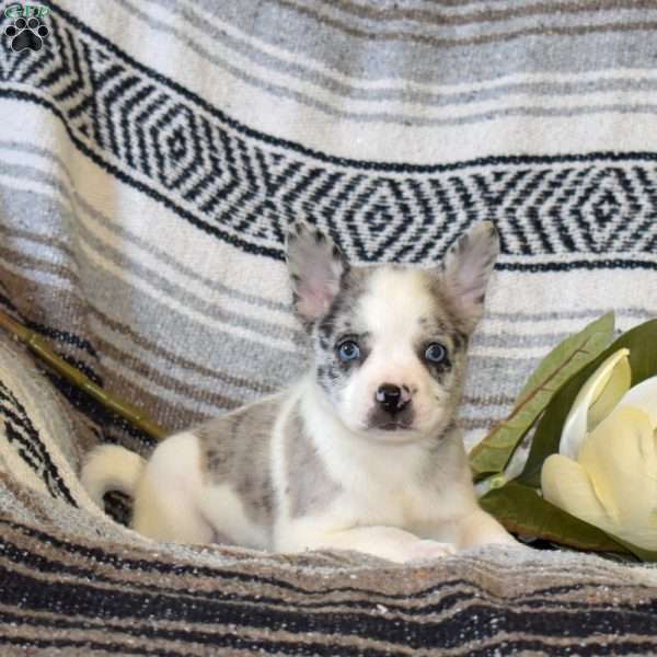 Daisy, French Bulldog Mix Puppy