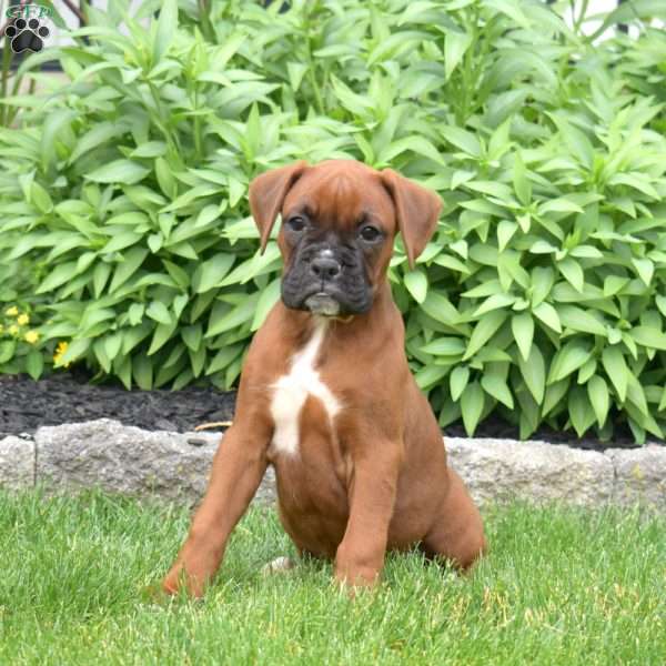 Daisy, Boxer Puppy