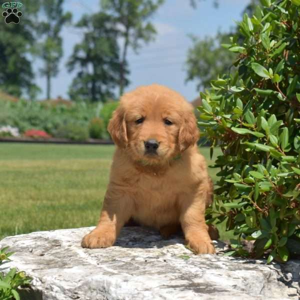 Daisy, Golden Retriever Puppy