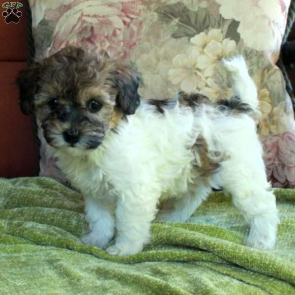 Daisy, Havapoo Puppy