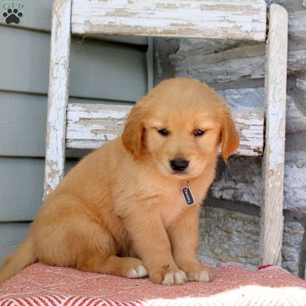 Daisy, Golden Retriever Puppy