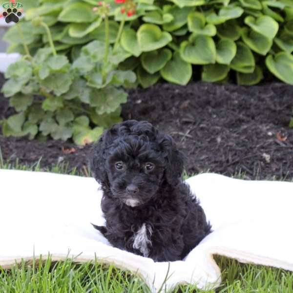Daisy, Miniature Poodle Puppy