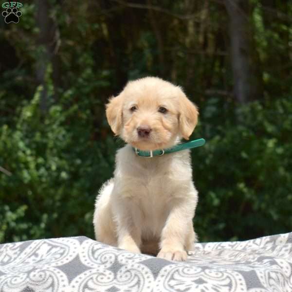 Daisy, Labradoodle Puppy
