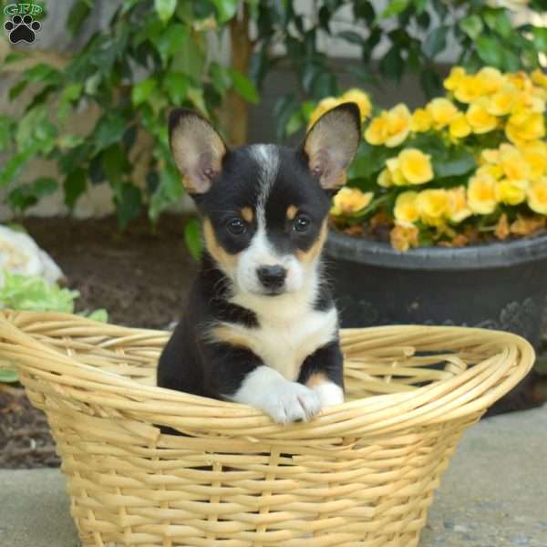 Daisy, Pembroke Welsh Corgi Puppy