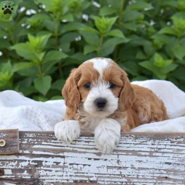 Daisy, Mini Goldendoodle Puppy