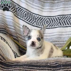 Daisy, French Bulldog Mix Puppy