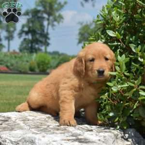 Daisy, Golden Retriever Puppy