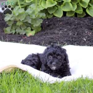 Daisy, Miniature Poodle Puppy
