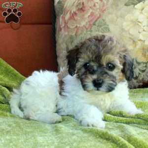 Daisy, Havapoo Puppy