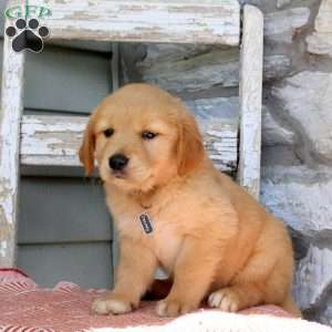 Daisy, Golden Retriever Puppy