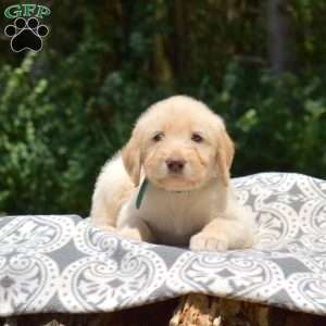 Daisy, Labradoodle Puppy