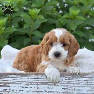 Daisy, Mini Goldendoodle Puppy