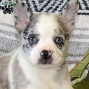 Daisy, French Bulldog Mix Puppy