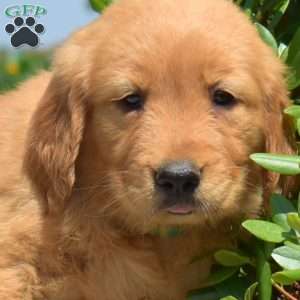 Daisy, Golden Retriever Puppy