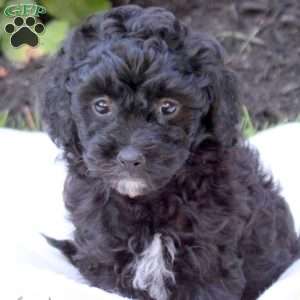 Daisy, Miniature Poodle Puppy