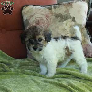 Daisy, Havapoo Puppy