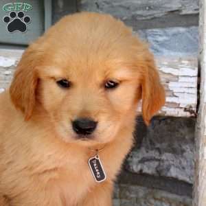 Daisy, Golden Retriever Puppy