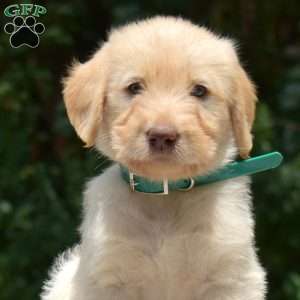 Daisy, Labradoodle Puppy