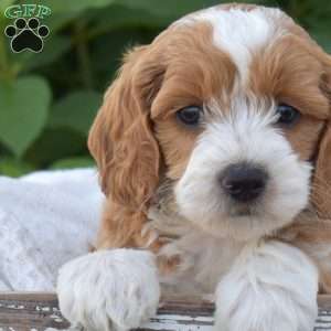 Daisy, Mini Goldendoodle Puppy