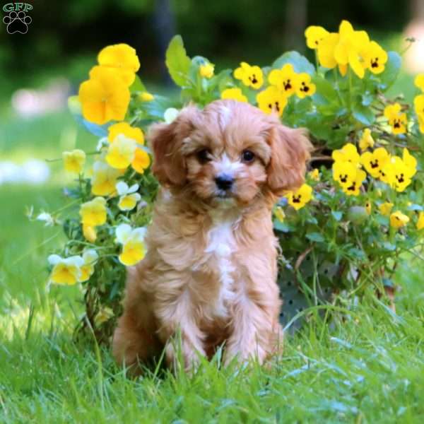 Daisy, Cavapoo Puppy