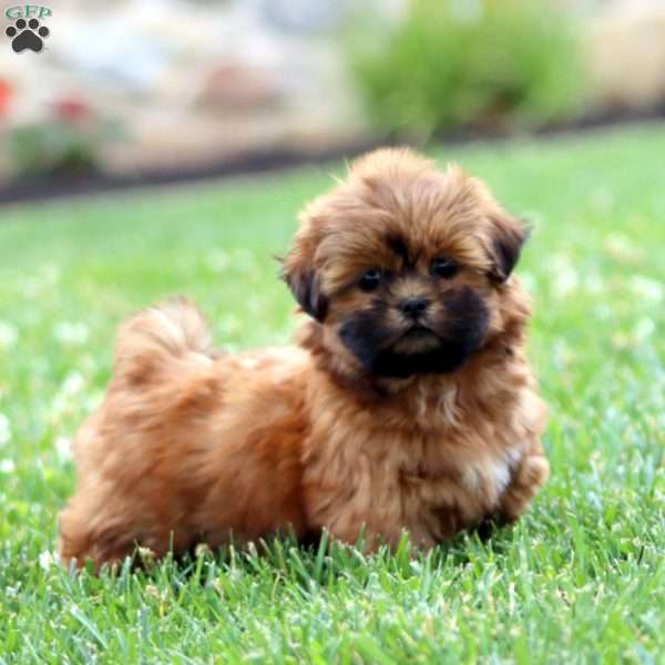 Daisy, Shih Tzu Puppy