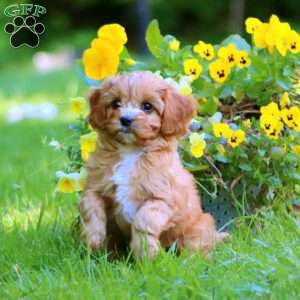 Daisy, Cavapoo Puppy