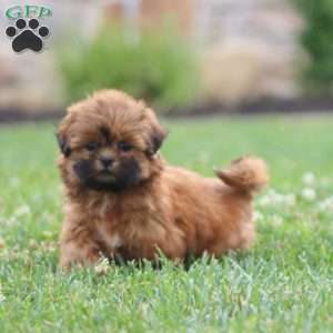 Dahlia, Shih Tzu Puppy