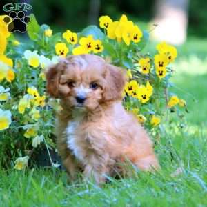 Daisy, Cavapoo Puppy