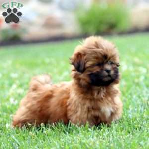 Daisy, Shih Tzu Puppy